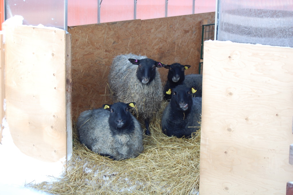Här ligger fåren i deras vindskydd = vårt växthus.